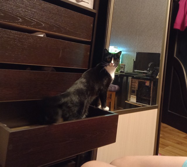 Котовторник.