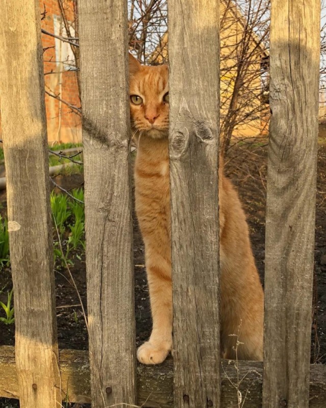 Задорные, заборные, шерстяные