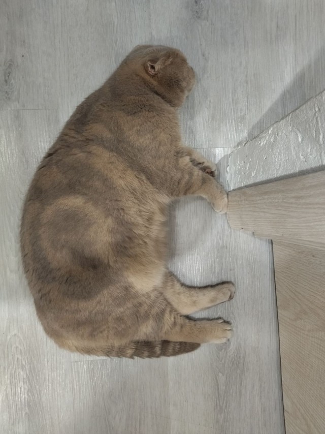 Котовторник 19.07.22