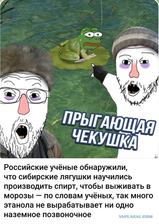 Российские сибирские лягушки настолько суровы, что научились сами производить спирт