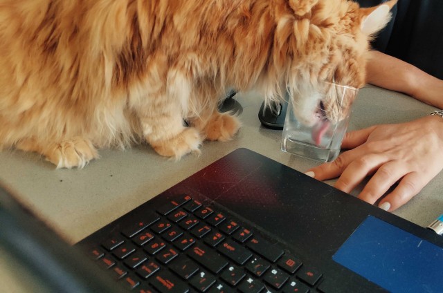 Немного милоты в котовторник