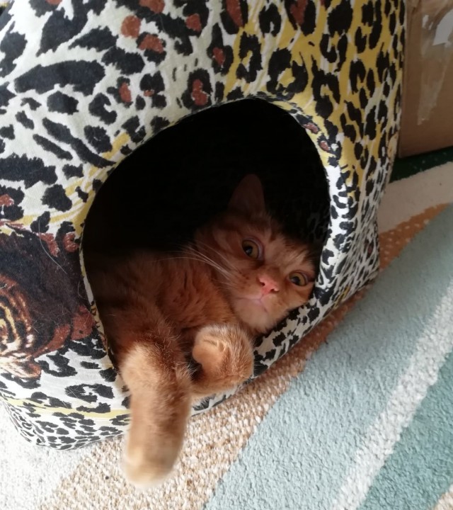 Котовторник 18.10.22