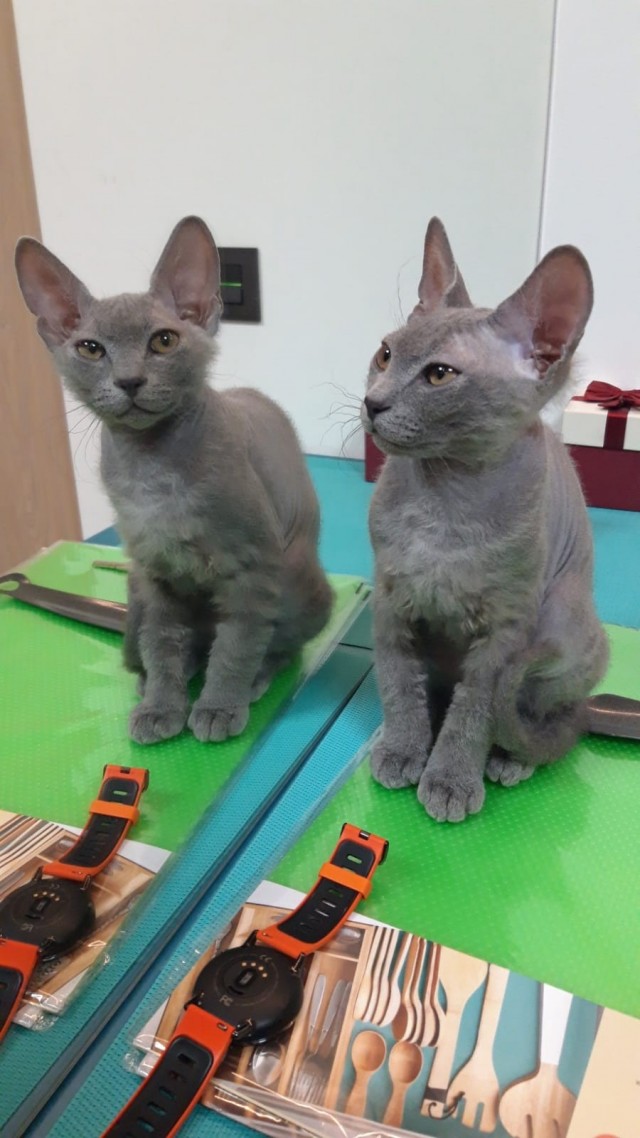 Шерстяной котовторник. Октябрь 2022