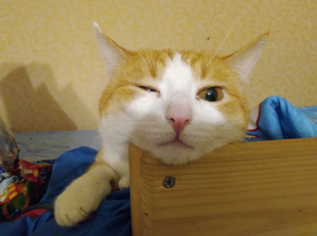 Вы хочите кошек, их есть у меня...