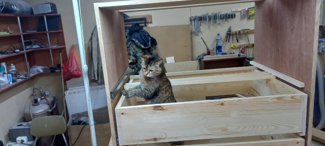Коты белые, 12 литров