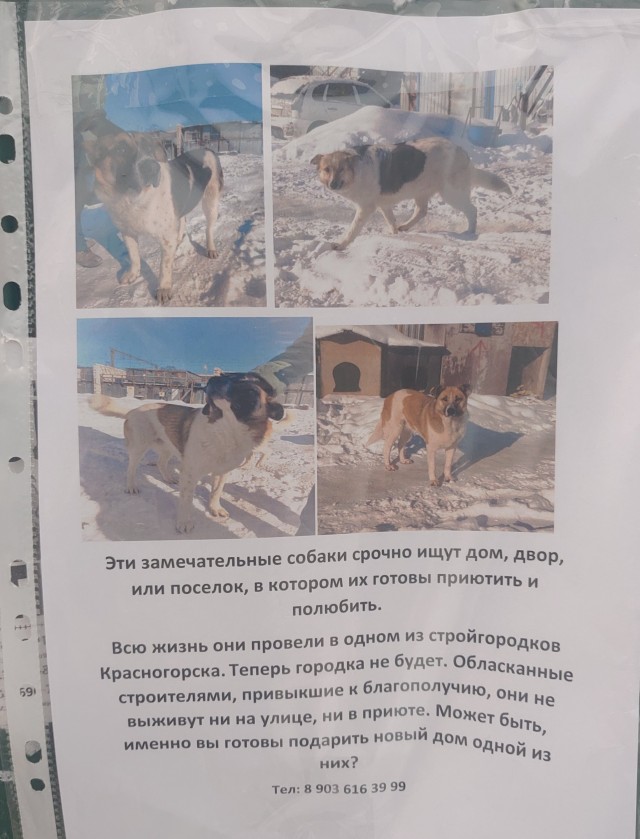 В Башкирии отравили собак