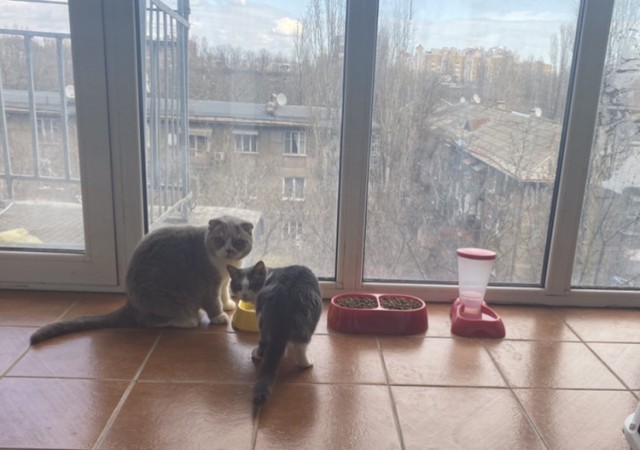 Балкон для кота на окно установлен у кого нить?