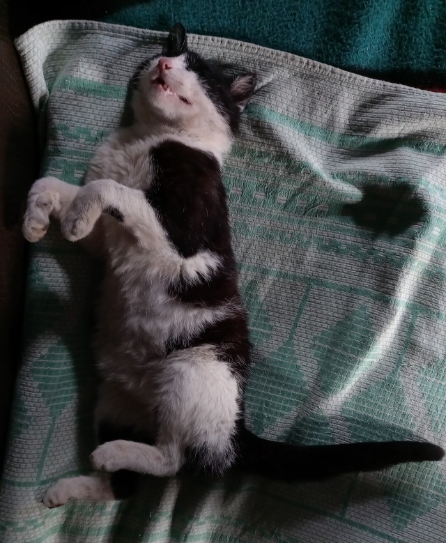 Коты - мастера на все лапы