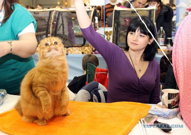 Котовторник 16.04.2013
