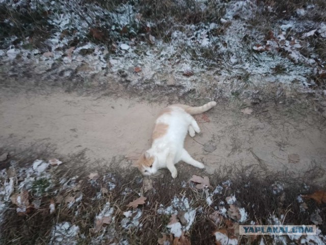 Жизнь домашнего приюта для котеек 472