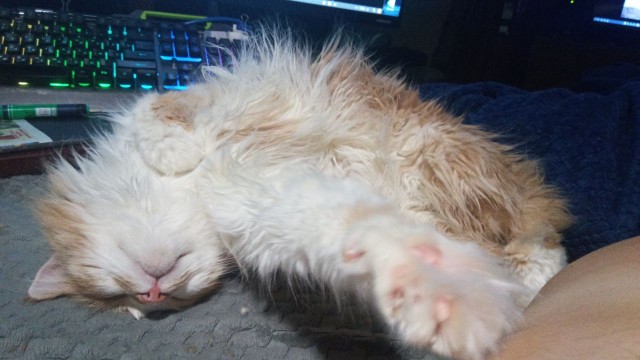 Россию сочли самой кошачьей страной мира