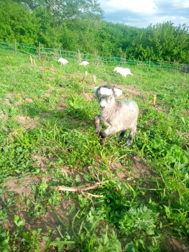 Весела ферма: козлята