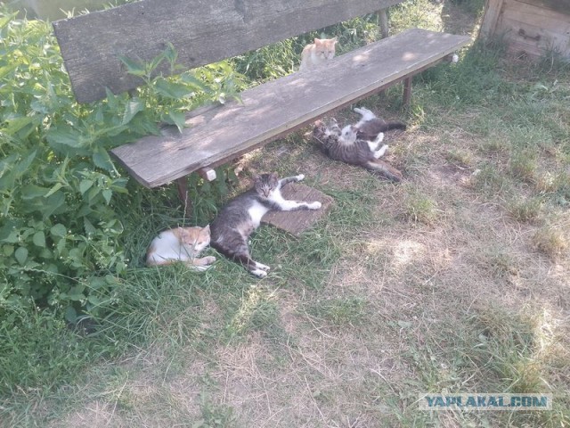 Жизнь домашнего приюта для котеек 502