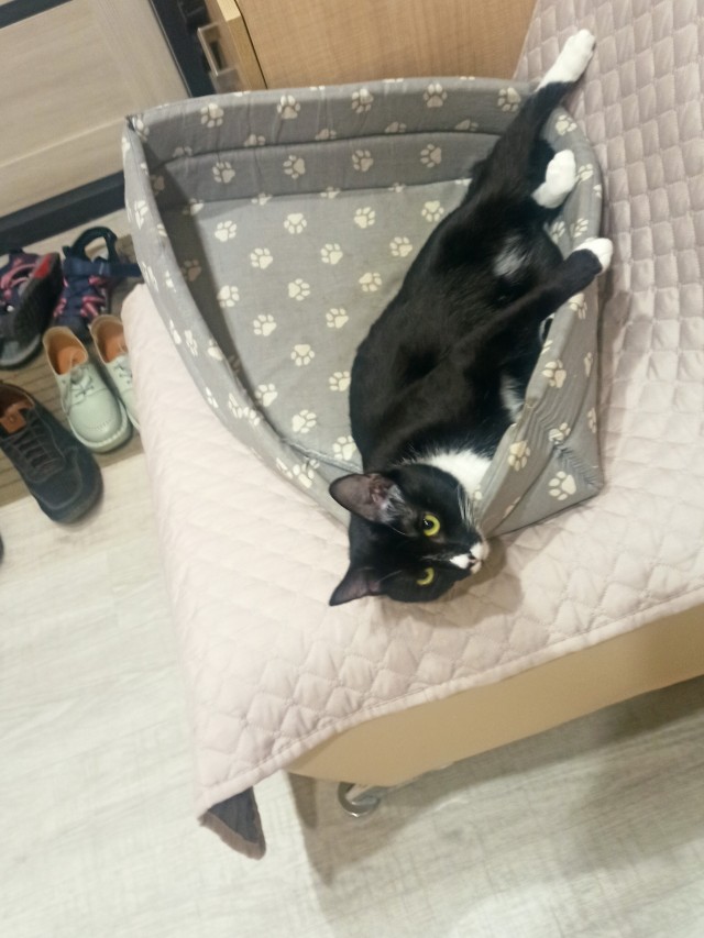 День чёрной кошки отмечается сегодня