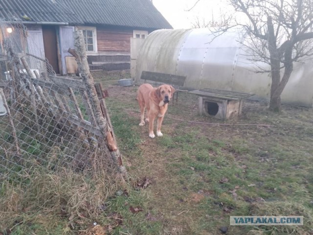Жизнь домашнего приюта для котеек 525