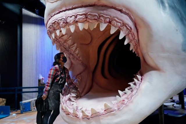 Последнее исследование выявило сходство мегалодона с лимонной, а не с белой акулой