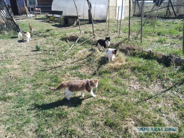 Жизнь домашнего приюта для котеек 538