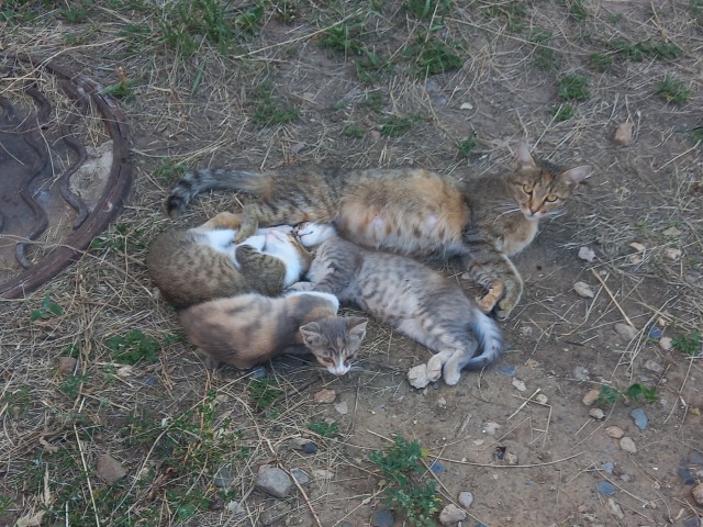 К котовторнику: подборка картинок-баянов с котиками и про котиков. Выпуск 16.