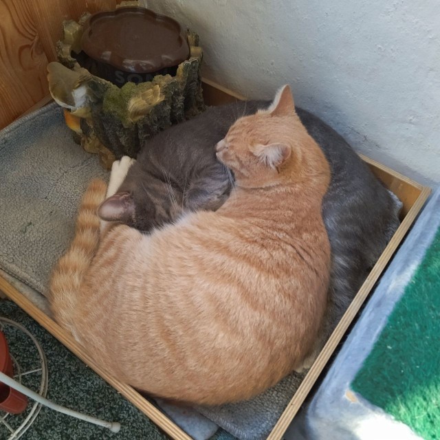 Друзья нужна помощь. С котом.