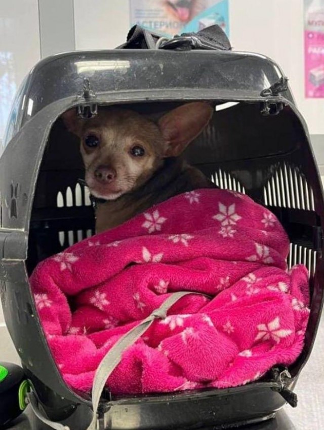 В Новосибирске лиса кидалась на девушку во дворе жилого дома: