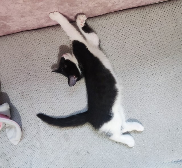 Котовторник