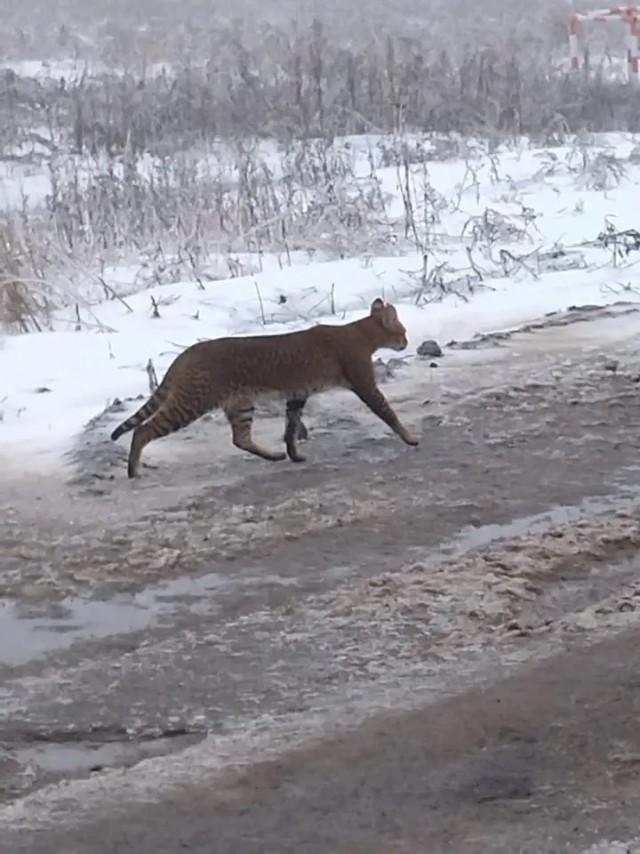 Производственный кот