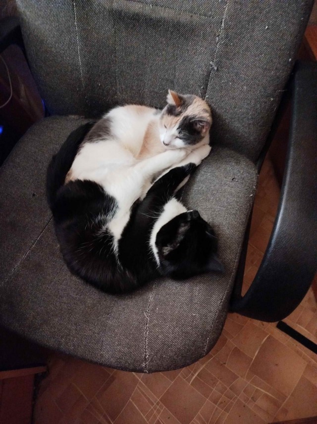 Ужасающий случай. Кошкин беспредел.
