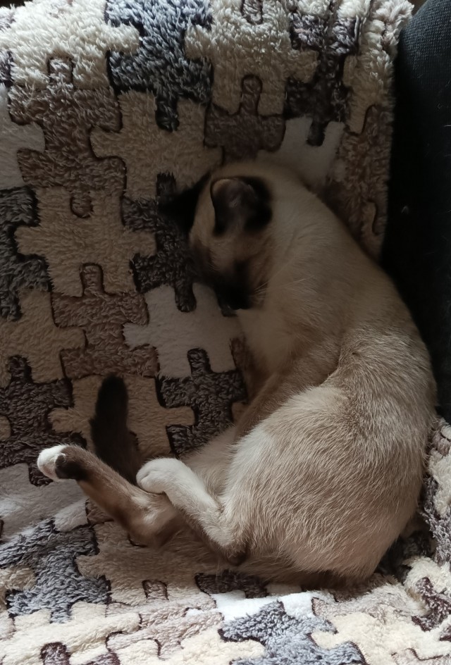 Спят усталые котейки