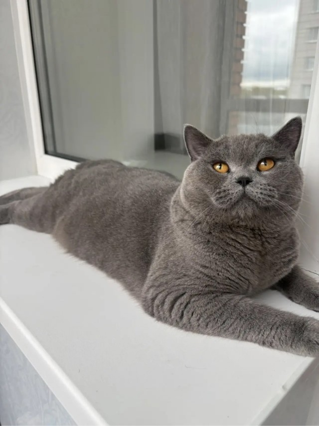 Очередной котовторник