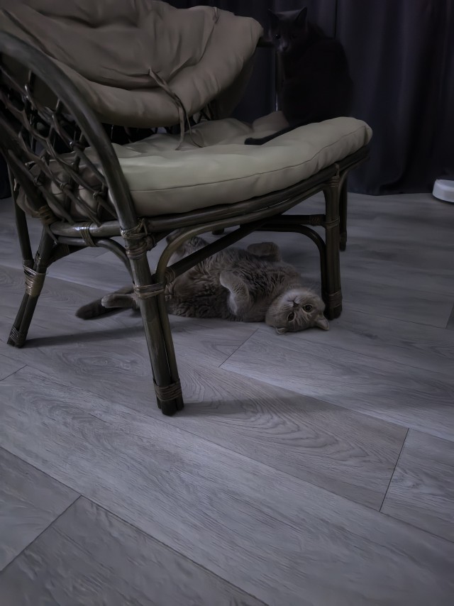 Очередной котовторник