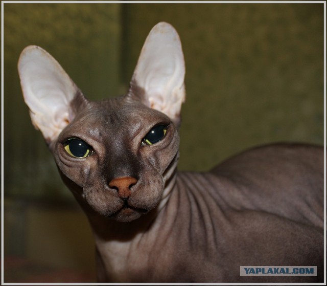 Кошка паникерша)
