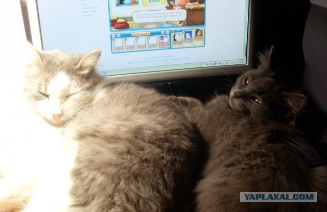 Котовторник 04.03.2014