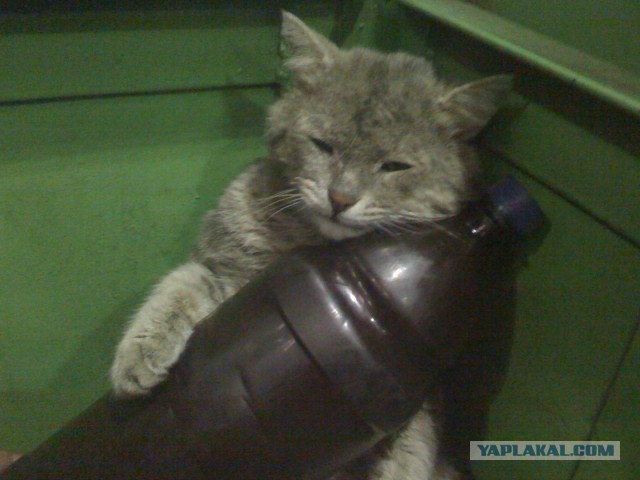 Котовторник 01.04.2014
