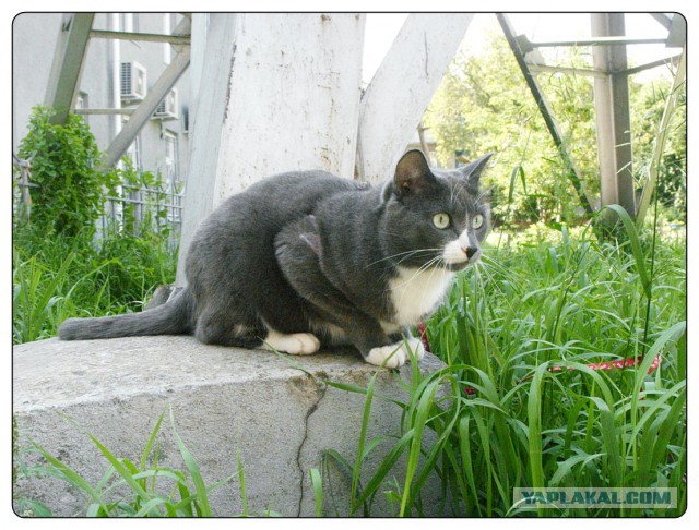 Котовторник   15.04.2014
