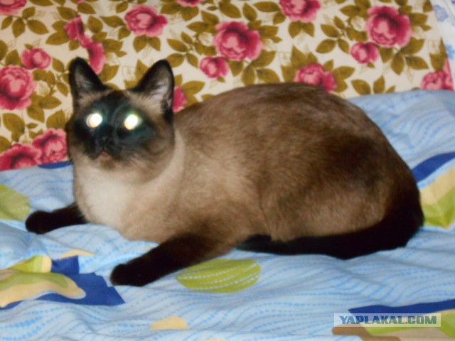 С Котовторником!
