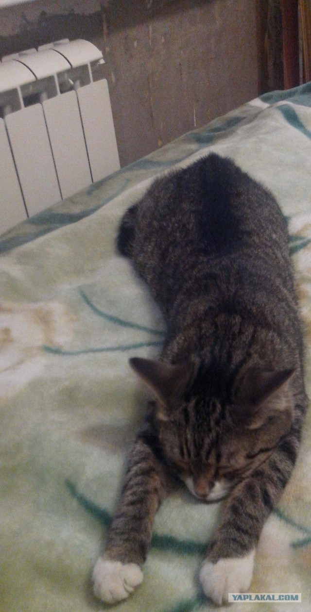 Котовторник 19.08.2014
