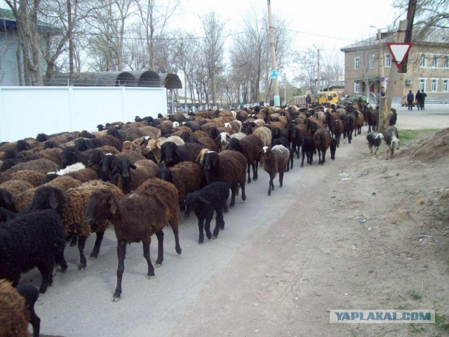 Дрифтанул