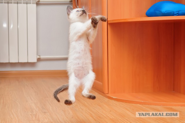 Котовторник 21.10.2014