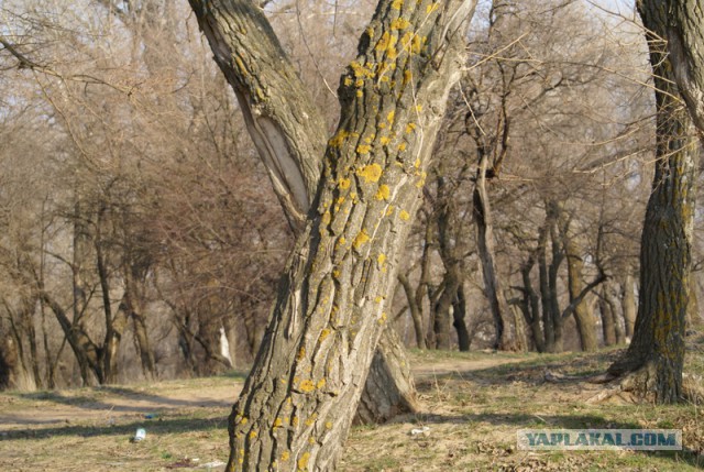 р.Ахтуба июль