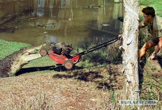 Весёлое из сети