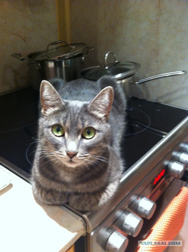 Котовторник