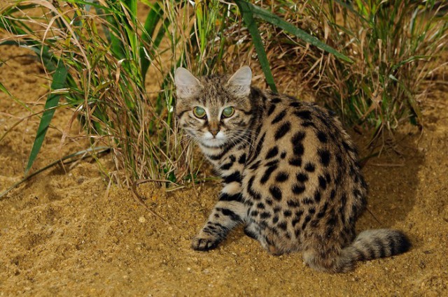 Самая маленькая дикая кошка