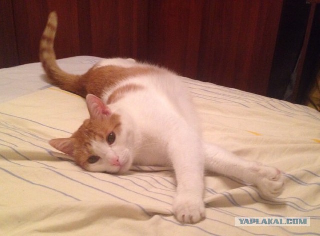 Котовторник 14.07.2015