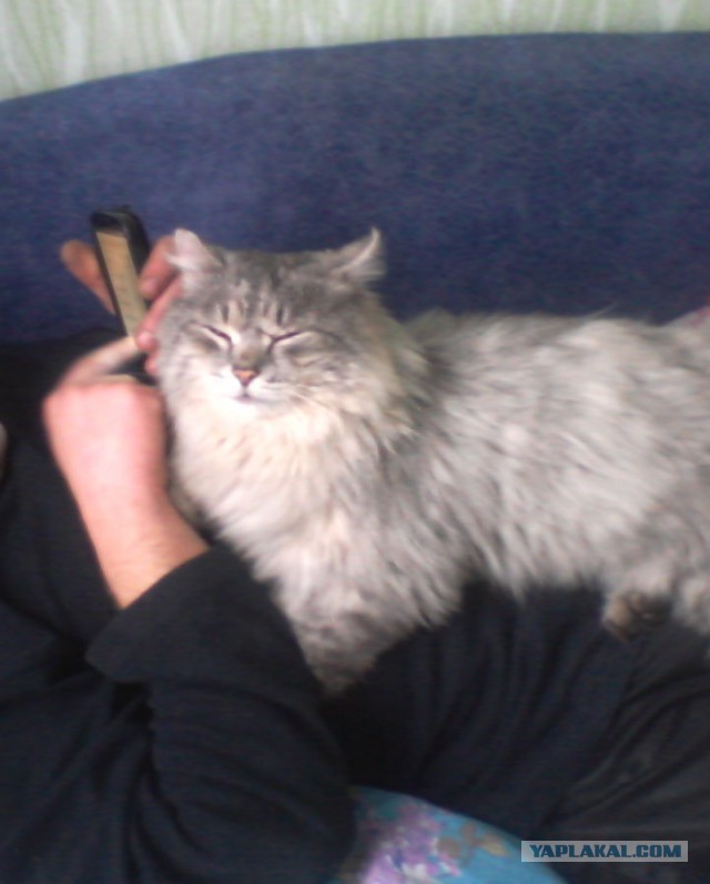 Котовторник  21.07.2015