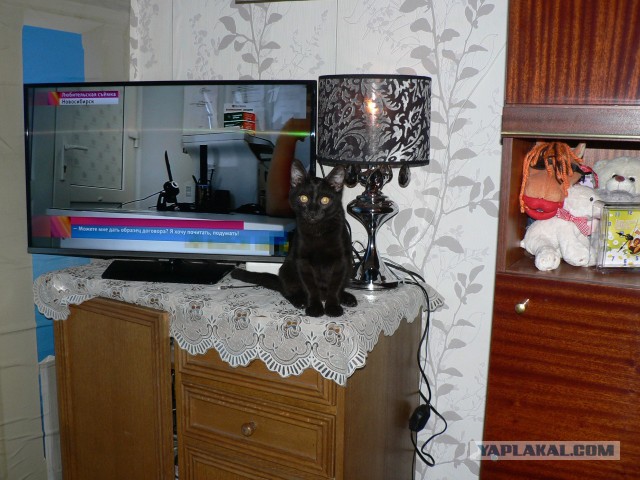 Котовторник 11.08.2015