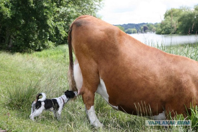 Кошки и другие