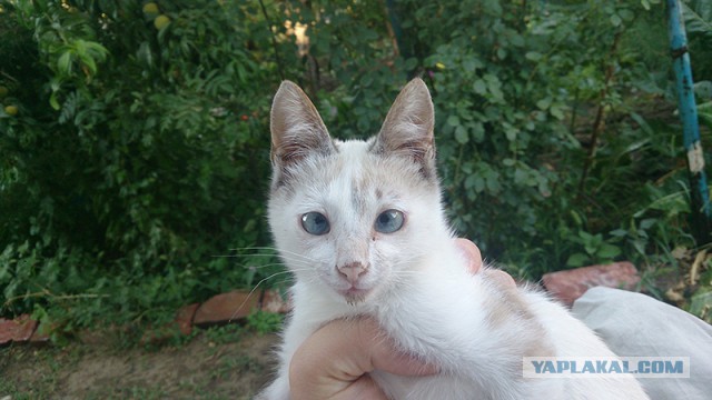 Котовторник 15.12.2015