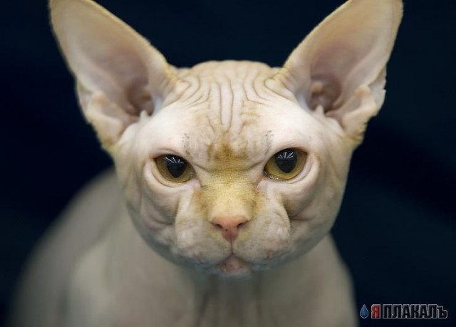 Коты, кошки, котята
