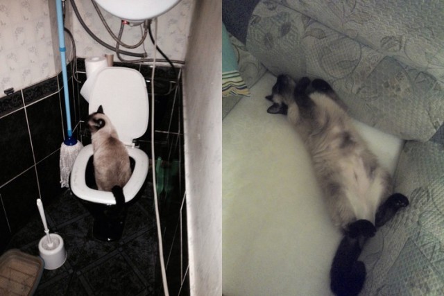 Новый год с котом Антоном