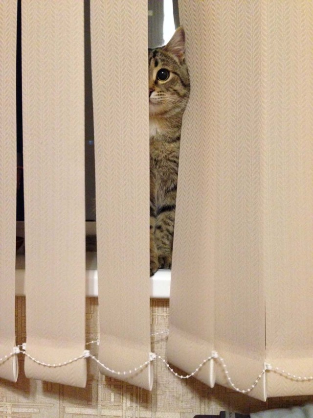 Котовторник 21.06.16